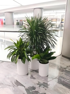 领略宁波慈溪盆景租赁方案，营造自然氛围亡